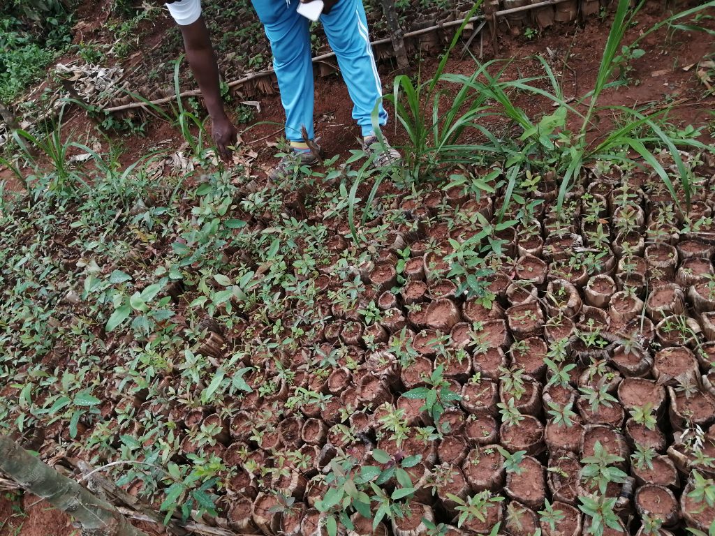 CONSTRUCTIONS DES PEPINIERES A MBUYE DANS LA PROVINCE MURAMVYA CONSTRUCTIONS DES PEPINIERES A MBUYE DANS LA PROVINCE MURAMVYA