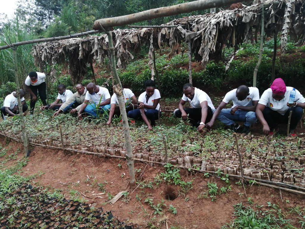 ENTRETIEN DES PEPINIERES DE PROVINCE MUYINGA ET NGOZI ENTRETIEN DES PEPINIERES DE PROVINCE MUYINGA ET NGOZI